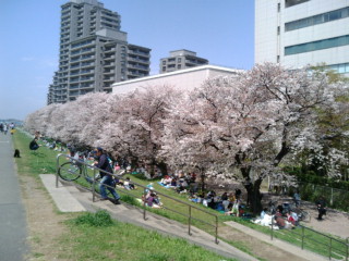 多摩川の桜