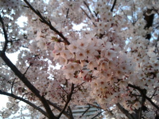 桜が満開でございました