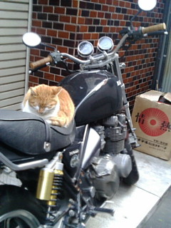 バイクに乗る猫