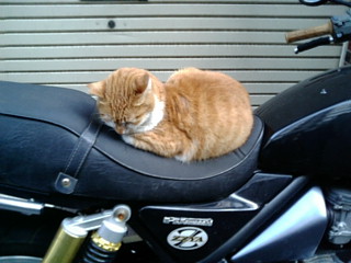 バイクに乗る猫